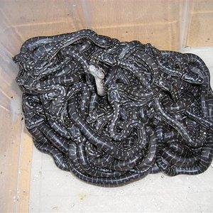 DSCN0984 (Small).JPG