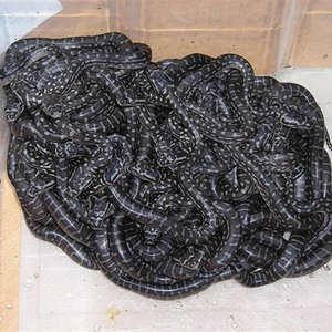 DSCN0985 (Small).JPG