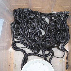 DSCN0986 (Small).JPG