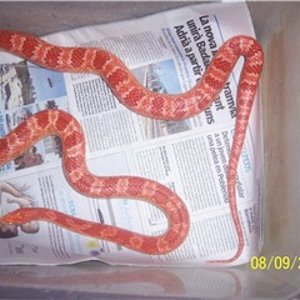 HEMBRA ALBINA PC.jpg