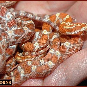 Creamsicle ultramel.jpg