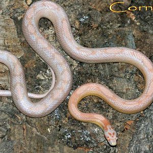 Coral snow motley.jpg