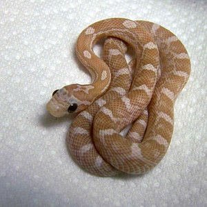 Ambar lavender (hipo,caramel y lavender).jpg