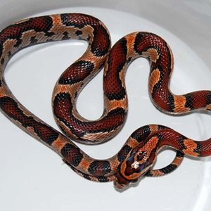 Abotts okeetee curiosa 1.jpg