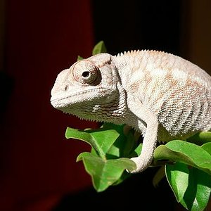 P1060722 - copia.JPG