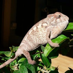 P1060747 - copia.JPG