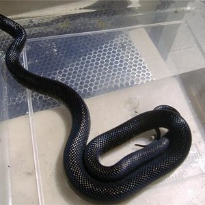 nigritus hembra 1.jpg