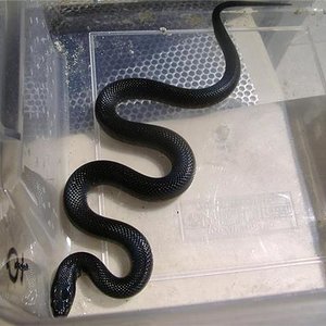 Nigritus Hembra 2.jpg