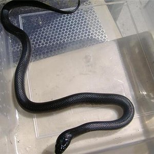 Nigritus Hembra 3.jpg