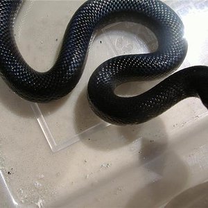 Nigritus Hembra 4.jpg