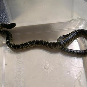 Nigritus Macho 1.jpg