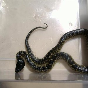 Nigritus Macho 2.jpg