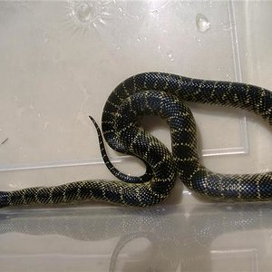 Nigritus Macho 3.jpg