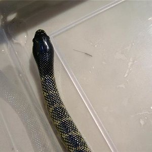 Nigritus Macho 4.jpg