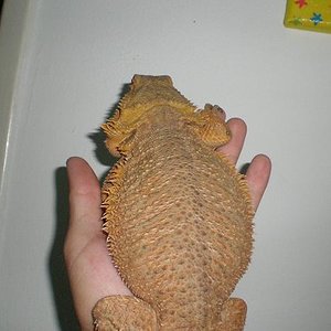 0.1 naranja 2 net.jpg