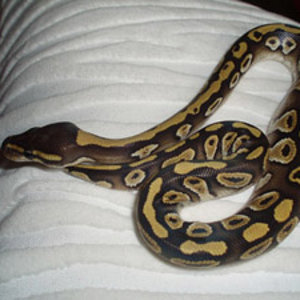 mojavereducida.jpg