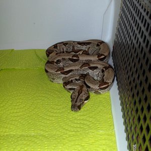 BCI salmon het albino 2.jpg