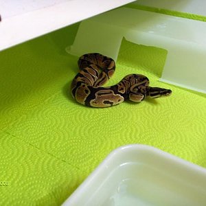 Regius het piedbald 2.jpg