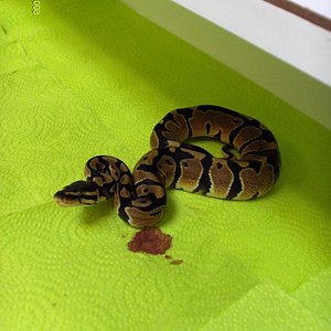 Regius het piedbald 4.jpg