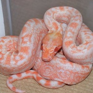 leoardp%20albino%20boa.jpg