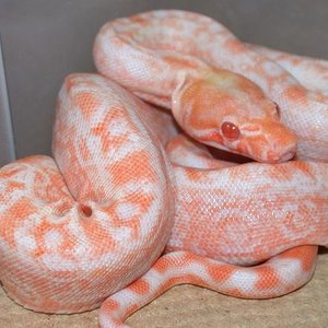2008_LEOPARD_ALBINO.jpg