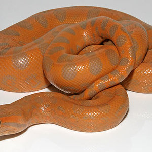 Albino%2520Green%2520Anaconda.jpg