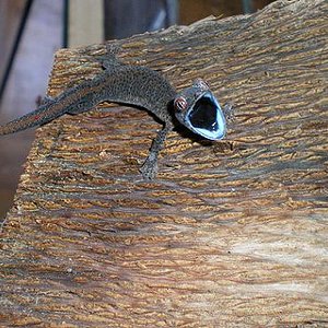 S.taenicauda red.JPG