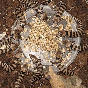 gerrardii reducida.jpg