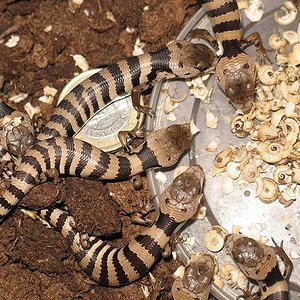 gerrardii reducida 2.jpg