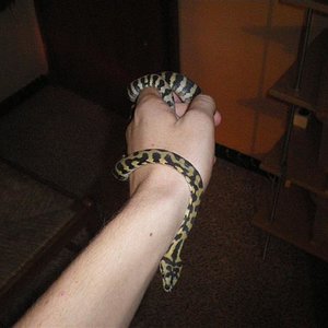 expoterraria 08 sept 017 (Medium).jpg