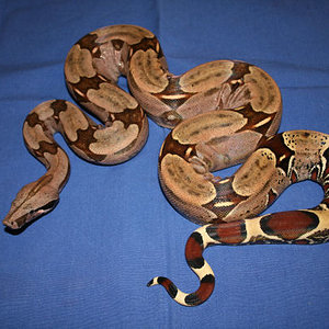 Hembra Guyana #1.jpg