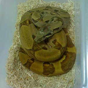 Macho Salmon Poss Super #1.jpg