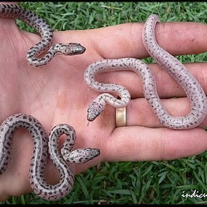 Platinum Blondes.jpg