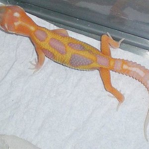 Red Stripe Aptor x Raptor.JPG