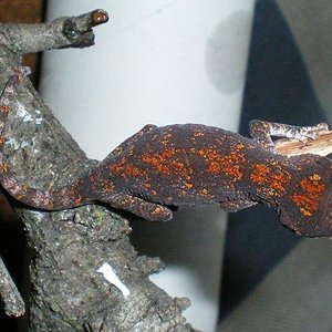 Red Orange Blotched.JPG