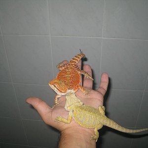 blood y citrus 2.JPG