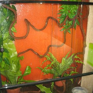 terrario.JPG