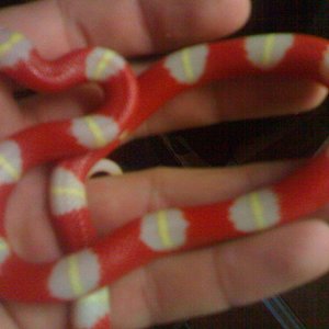 triangulum nelsoni albina.JPG