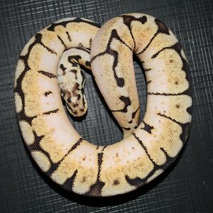 IMG_1933 (Small).JPG