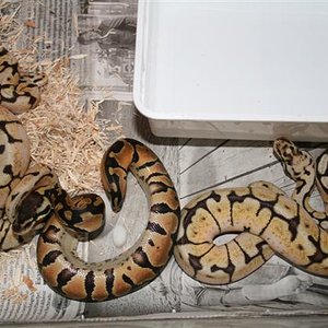 IMG_1945 (Small).JPG