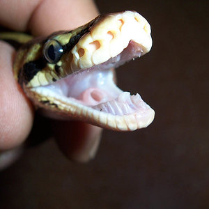 Bullregiusdog (2).JPG