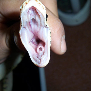 Bullregiusdog (3).JPG