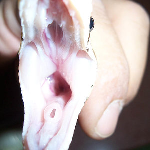 Bullregiusdog (4).JPG