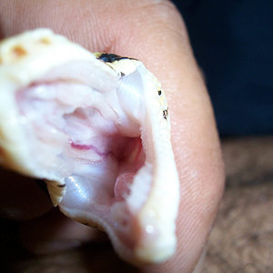 Bullregiusdog (5).JPG