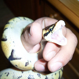 Bullregiusdog (6).JPG