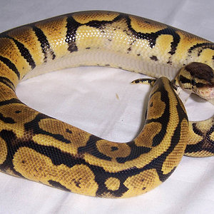 LEMON PASTEL (4).JPG