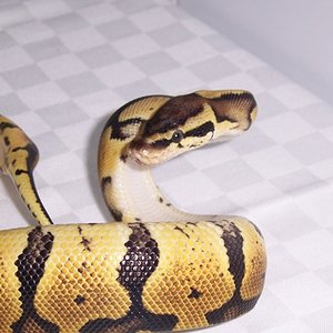 LEMON PASTEL (2).JPG