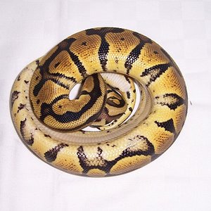 LEMON PASTEL (3).JPG