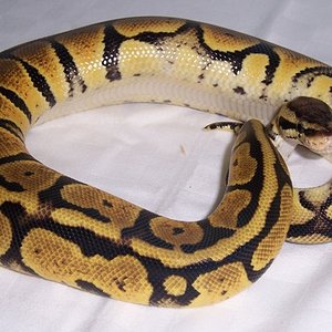 LEMON PASTEL (4).JPG