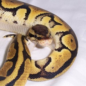 LEMON PASTEL (5).JPG